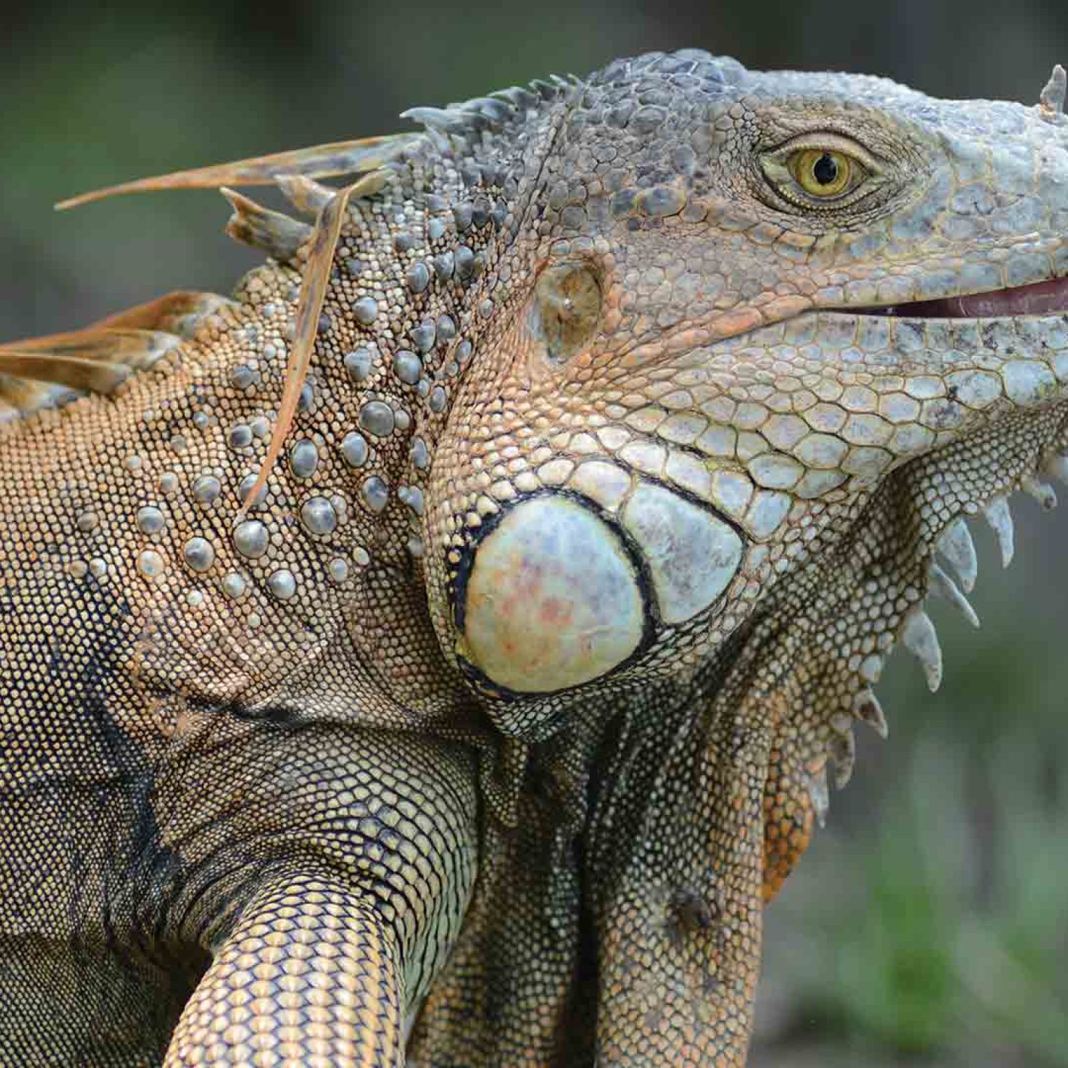 green-iguana-american-palo-verde-costa-rica