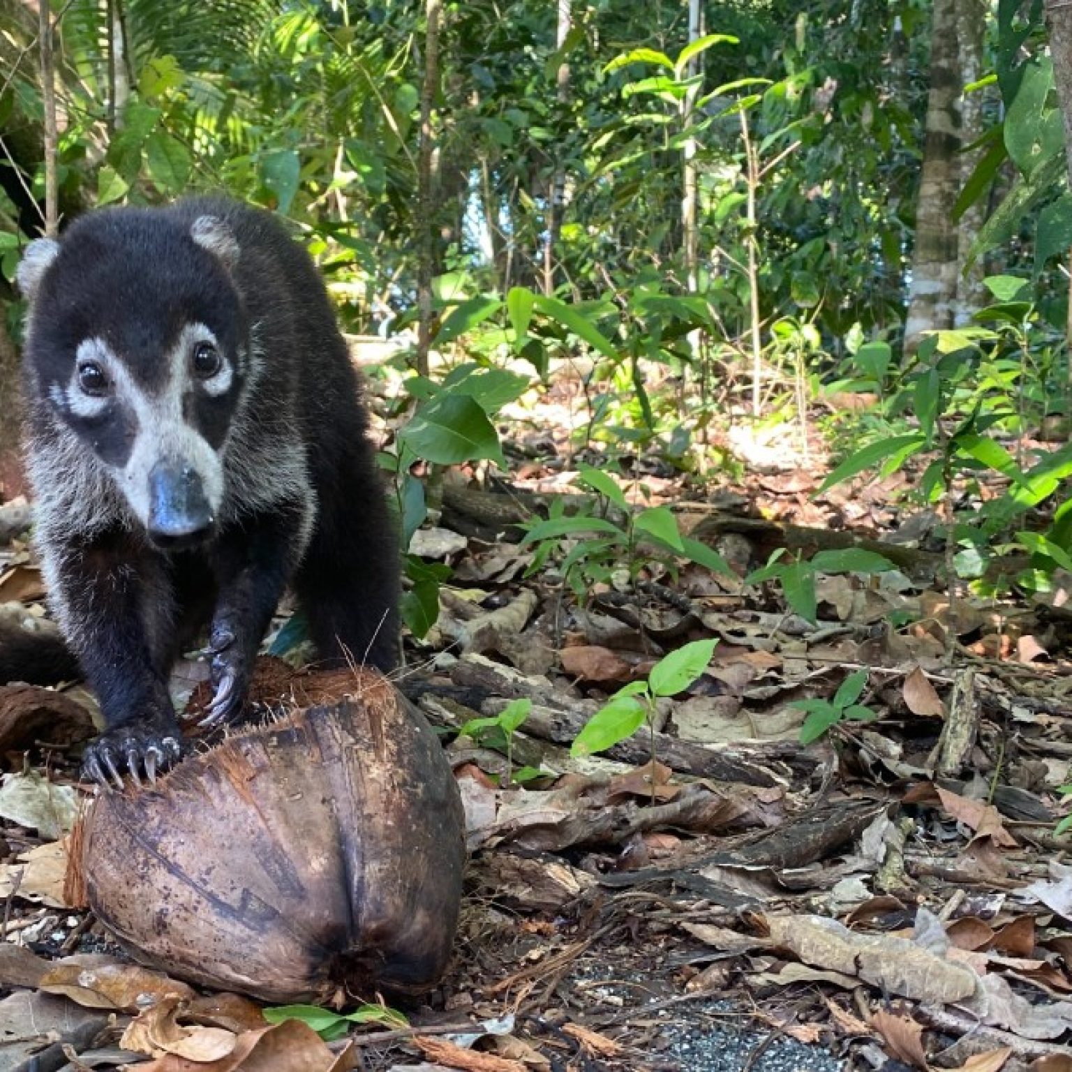 promo_chuckgraham_coati_corcovadonp_costarica_img002-copy