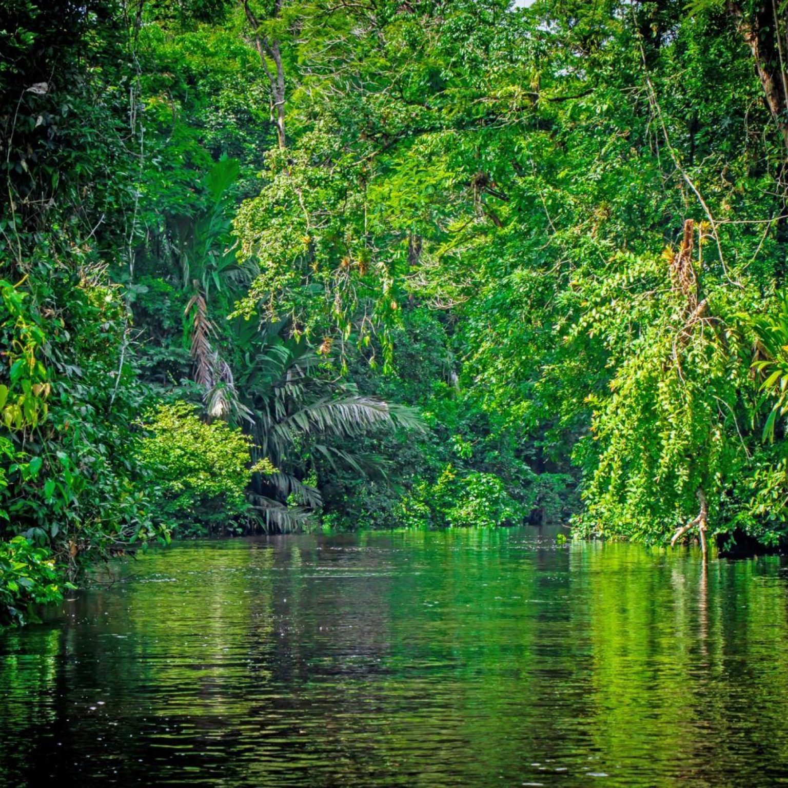 tortuguero-canal-costa-rica-shutterstock_1473250463_4d1101f966